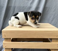 Bo, a male Jack Russell Terrier for sale in Mousie, KY – 3 of 4