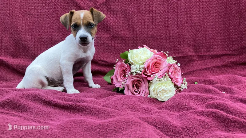 Wallace – Jack Russell Terrier puppy for sale in Mousie, KY