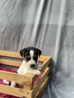 Benny, a male Jack Russell Terrier for sale in Mousie, KY – 4 of 10