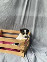 Benny, a male Jack Russell Terrier for sale in Mousie, KY – 6 of 10