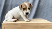 Bert, a male Jack Russell Terrier for sale in Mousie, KY – 2 of 3