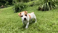 Winnie, a male Jack Russell Terrier for sale in Mousie, KY – 4 of 5