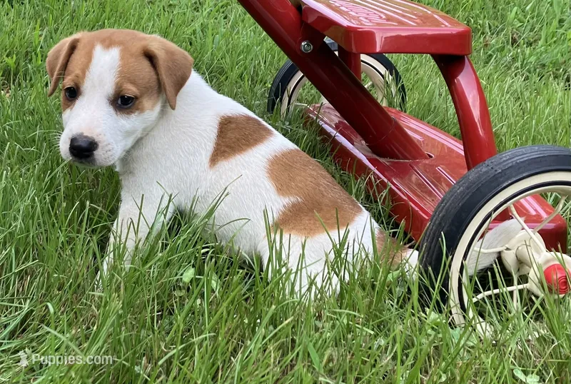 Buster – Jack Russell Terrier puppy for sale in Mousie, KY