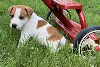 Buster, a male Jack Russell Terrier for sale in Mousie, KY – 1 of 6