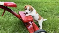 Buster, a male Jack Russell Terrier for sale in Mousie, KY – 5 of 6