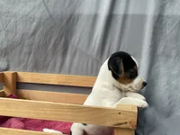 Benny, a male Jack Russell Terrier for sale in Mousie, KY – 8 of 10