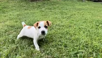 Winnie, a male Jack Russell Terrier for sale in Mousie, KY – 3 of 5