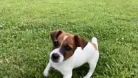 Wallace, a male Jack Russell Terrier for sale in Mousie, KY – 3 of 4