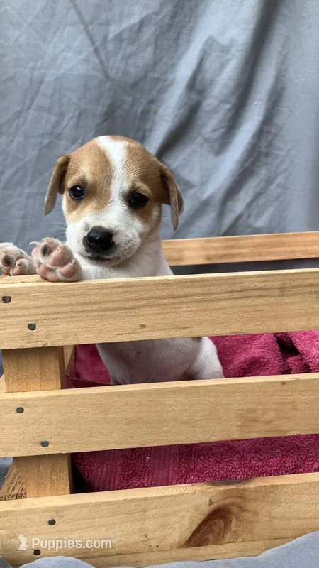 Bert – Jack Russell Terrier puppy for sale in Mousie, KY