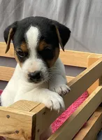 Benny, a male Jack Russell Terrier for sale in Mousie, KY – 3 of 10