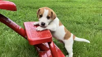 Buster, a male Jack Russell Terrier for sale in Mousie, KY – 4 of 6