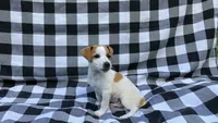 Winnie, a male Jack Russell Terrier for sale in Mousie, KY – 2 of 5