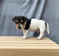 Bo, a male Jack Russell Terrier for sale in Mousie, KY – 2 of 4