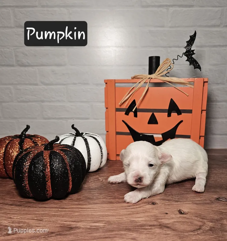 Pumpkin – Maltipoo puppy for sale in Elgin, TX