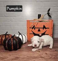 Pumpkin, a male Maltipoo for sale in Elgin, TX – 1 of 1