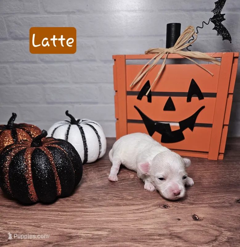 Latte – Maltipoo puppy on hold in Elgin, TX