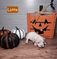 Latte, a female Maltipoo for sale in Elgin, TX – 1 of 1