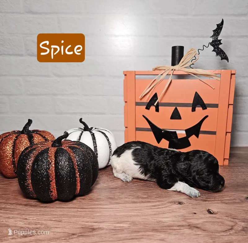 Spice – Maltipoo puppy for sale in Elgin, TX