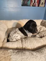 Gunner , a male German Shorthaired Pointer for sale in San Bernardino, CA – 2 of 9