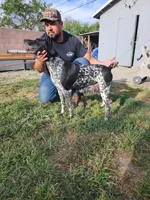 Marlin, a male German Shorthaired Pointer for sale in San Bernardino, CA – 7 of 9