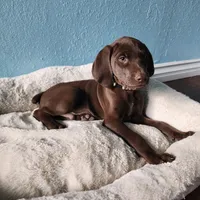 Green, a male German Shorthaired Pointer for sale in San Bernardino, CA – Photo 3 of 10
