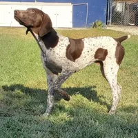 Green, a male German Shorthaired Pointer for sale in San Bernardino, CA – Photo 6 of 10