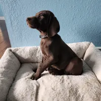 Green, a male German Shorthaired Pointer for sale in San Bernardino, CA – Photo 5 of 10
