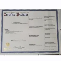 Green, a male German Shorthaired Pointer for sale in San Bernardino, CA – Photo 9 of 10