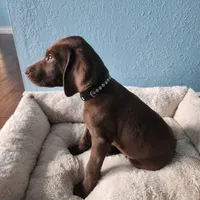 Green, a male German Shorthaired Pointer for sale in San Bernardino, CA – Photo 4 of 10