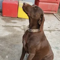 Green, a male German Shorthaired Pointer for sale in San Bernardino, CA – Photo 8 of 10