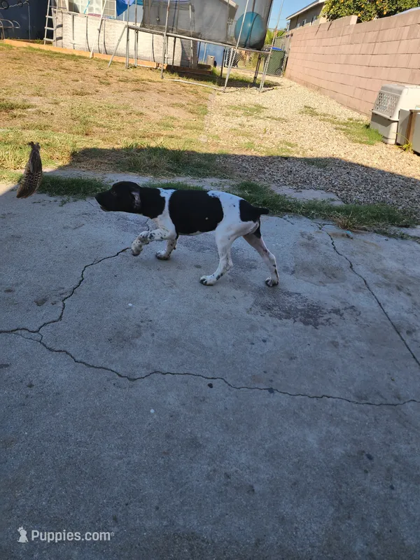 Marlin – German Shorthaired Pointer puppy for sale in San Bernardino, CA