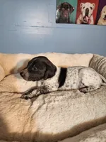 Remington , a male German Shorthaired Pointer for sale in San Bernardino, CA – 4 of 8