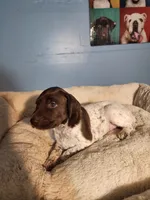 Princess , a female German Shorthaired Pointer for sale in San Bernardino, CA – 4 of 9