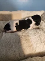 Marlin, a male German Shorthaired Pointer for sale in San Bernardino, CA – 3 of 9