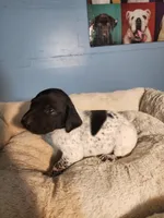 Roger , a male German Shorthaired Pointer for sale in San Bernardino, CA – 3 of 7