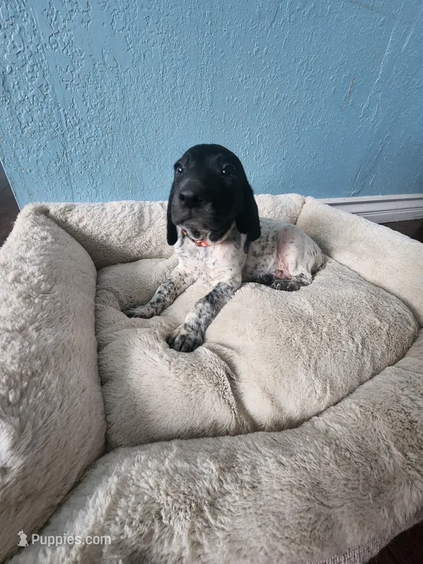Remington  – German Shorthaired Pointer puppy for sale in San Bernardino, CA