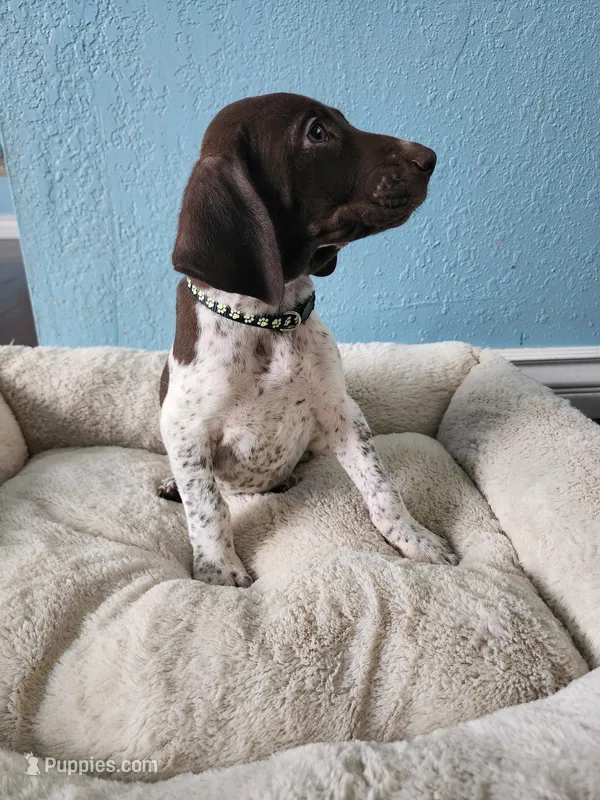 Ranger  – German Shorthaired Pointer puppy for sale in San Bernardino, CA