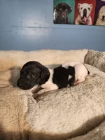 Marlin, a male German Shorthaired Pointer for sale in San Bernardino, CA – 2 of 9