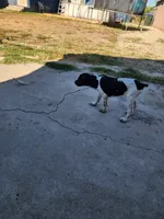 Marlin, a male German Shorthaired Pointer for sale in San Bernardino, CA – 8 of 10