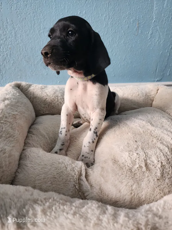 Marlin – German Shorthaired Pointer puppy for sale in San Bernardino, CA