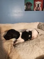 Marlin, a male German Shorthaired Pointer for sale in San Bernardino, CA – 5 of 9