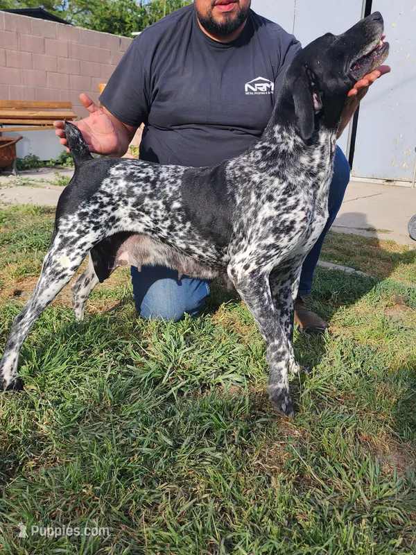 Puppies coming soon  – German Shorthaired Pointer puppy for sale in San Bernardino, CA