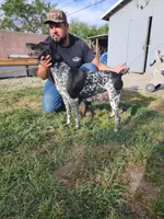 Puppies coming soon , a  German Shorthaired Pointer for sale in San Bernardino, CA – Photo 4 of 5