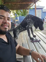 Puppies coming soon , a  German Shorthaired Pointer for sale in San Bernardino, CA – Photo 5 of 5