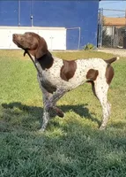 Puppies coming soon , a  German Shorthaired Pointer for sale in San Bernardino, CA – Photo 2 of 5