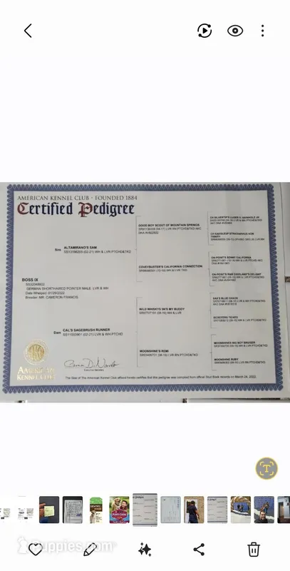 Puppies coming soon , a  German Shorthaired Pointer for sale in San Bernardino, CA – Photo 1 of 5