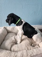 Marlin, a male German Shorthaired Pointer for sale in San Bernardino, CA – 4 of 10