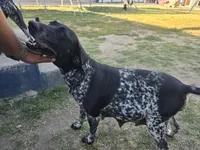 Gunner , a male German Shorthaired Pointer for sale in San Bernardino, CA – 7 of 9