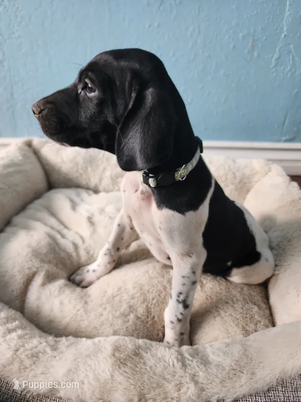 Marlin  – German Shorthaired Pointer puppy for sale in San Bernardino, CA