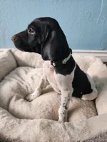 Marlin , a male German Shorthaired Pointer for sale in San Bernardino, CA – 1 of 10